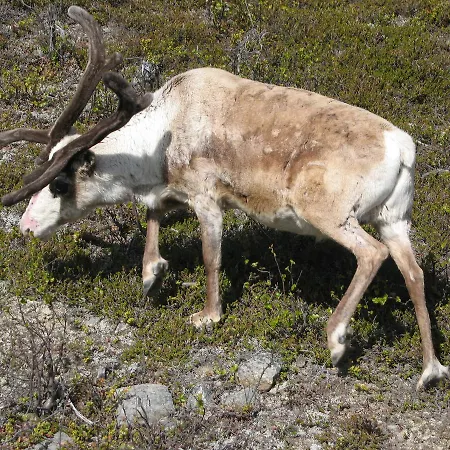 Vakantiehuis Mannimaatila Uni Lux Punkaharju