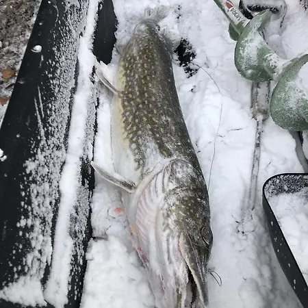 Mannimaatila Uni Lux Ferienhaus *